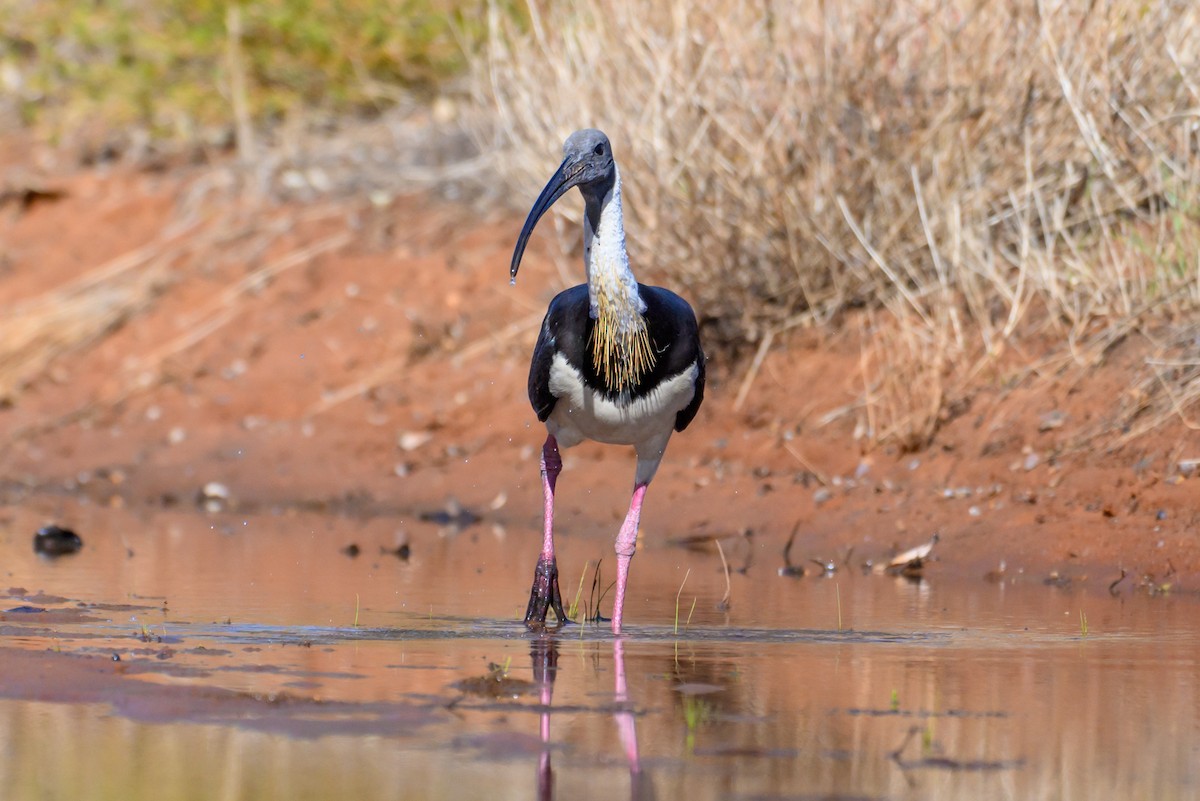 Straw-necked Ibis - ML620294105