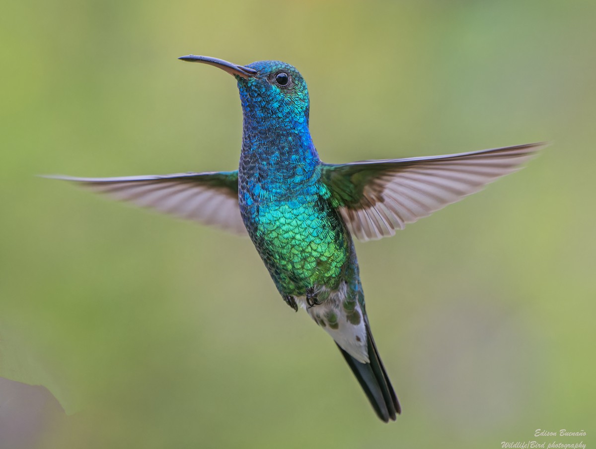 Shining-green Hummingbird - ML620294108