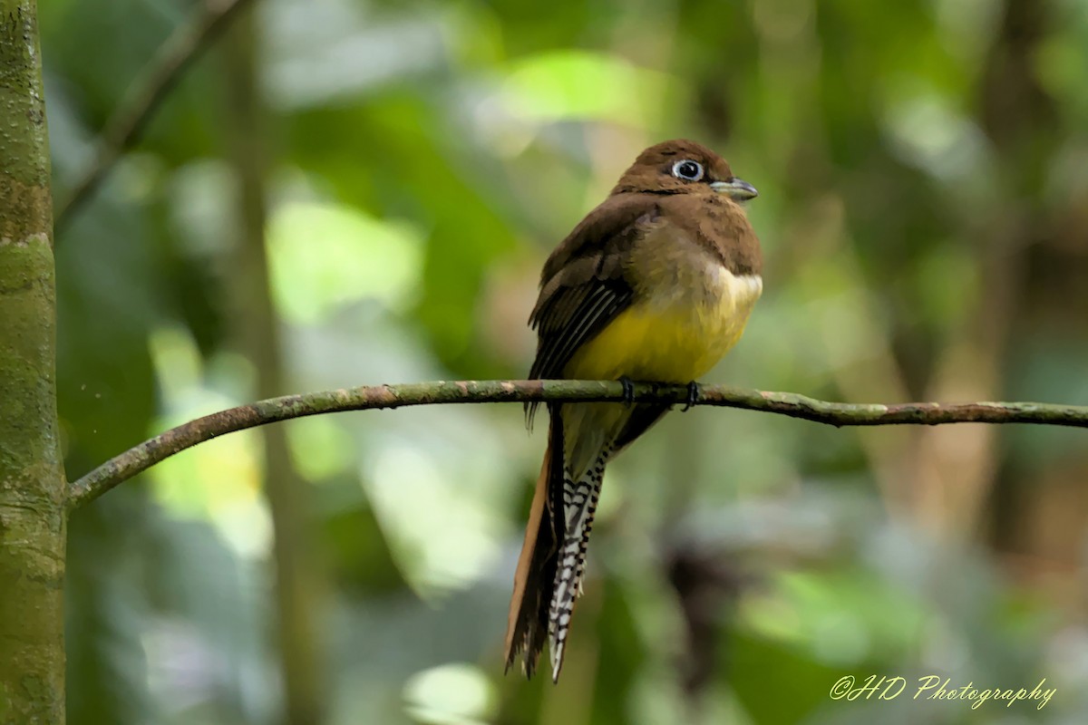 Northern Black-throated Trogon - ML620294110