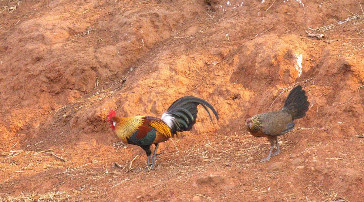 Red Junglefowl - ML620294111