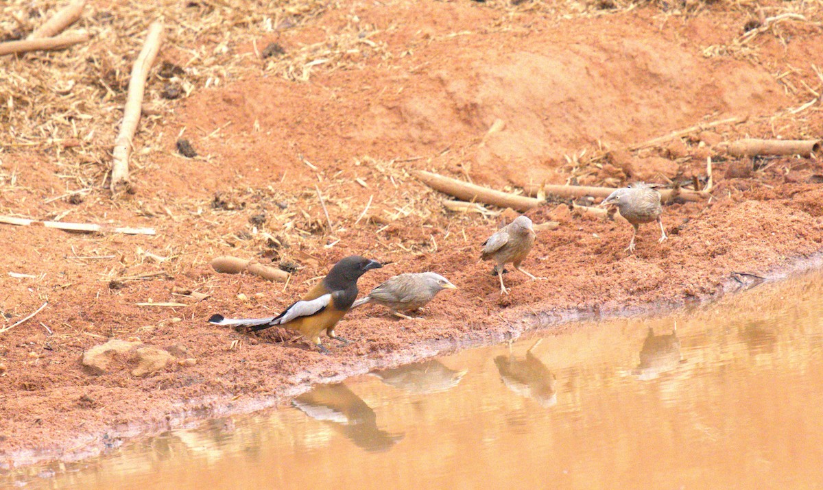 Rufous Treepie - ML620294116