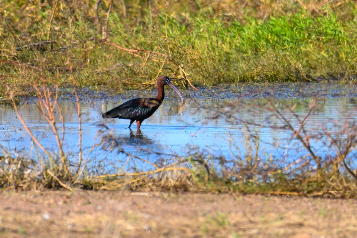 Glossy Ibis - ML620294118