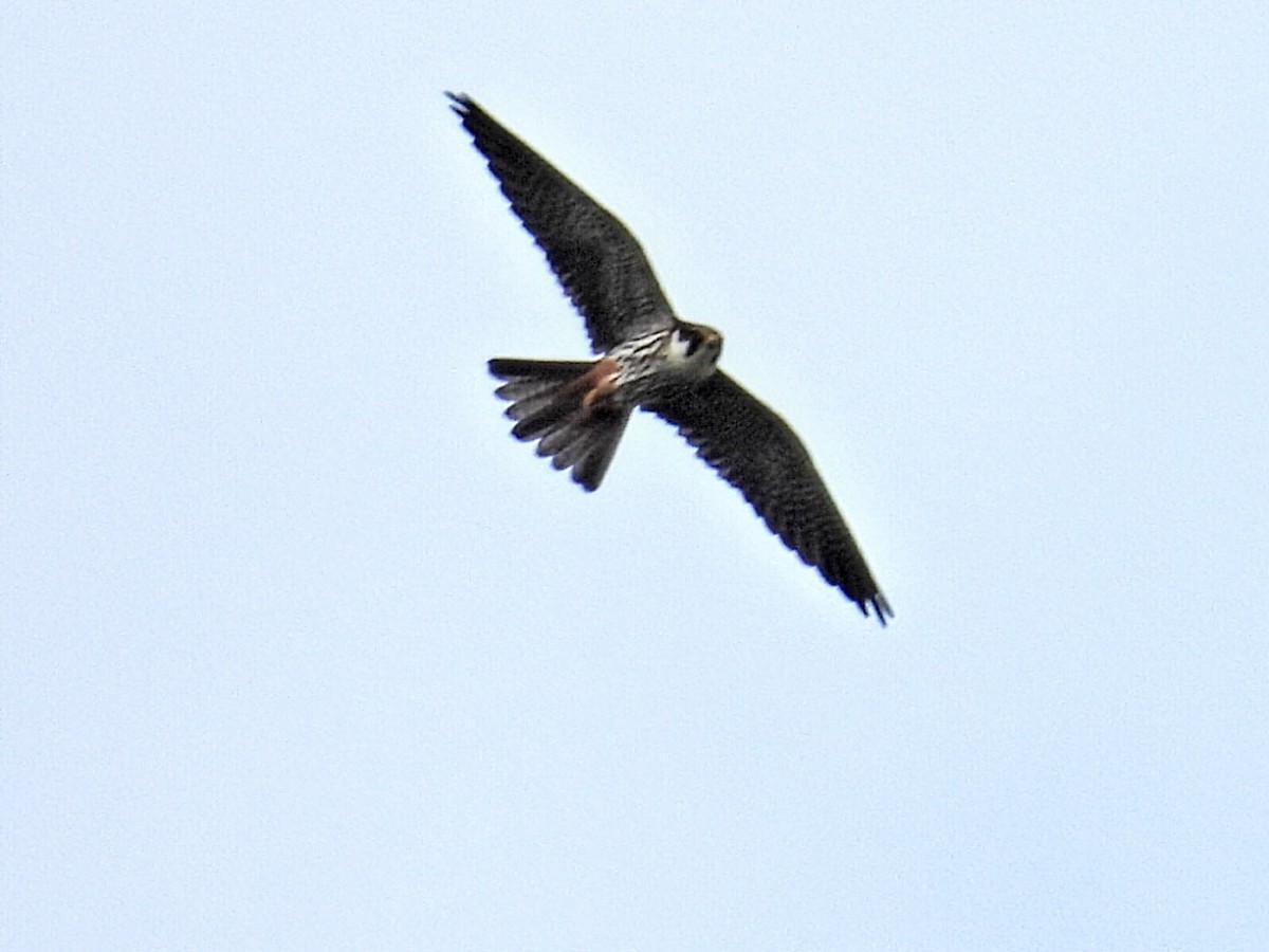 Eurasian Hobby - ML620294119