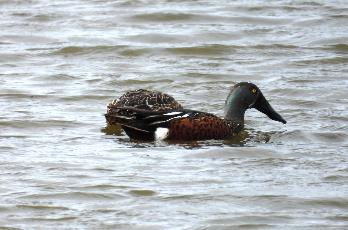 Australasian Shoveler - ML620294127