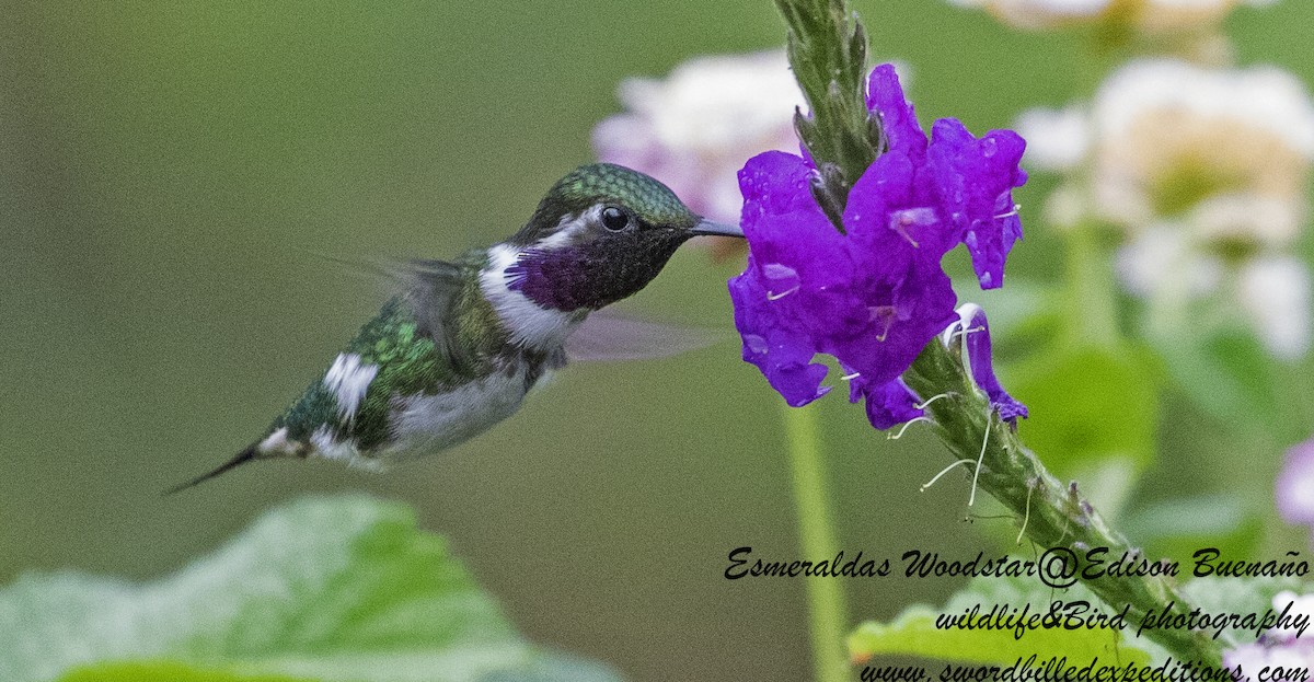 Colibrí de Esmeraldas - ML620294130