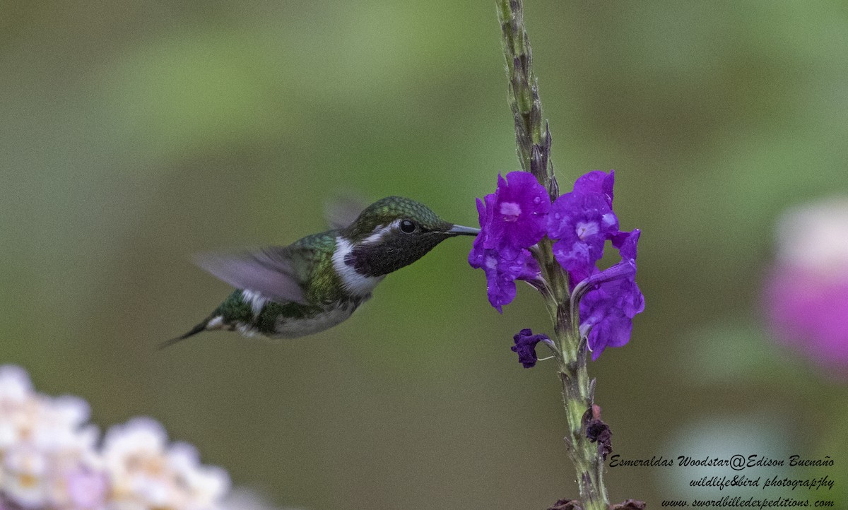 Colibrí de Esmeraldas - ML620294132