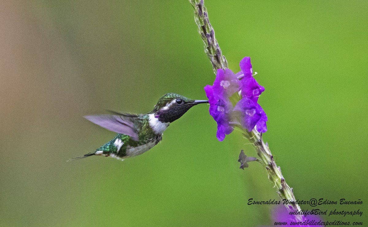 Colibri de Berlepsch - ML620294133