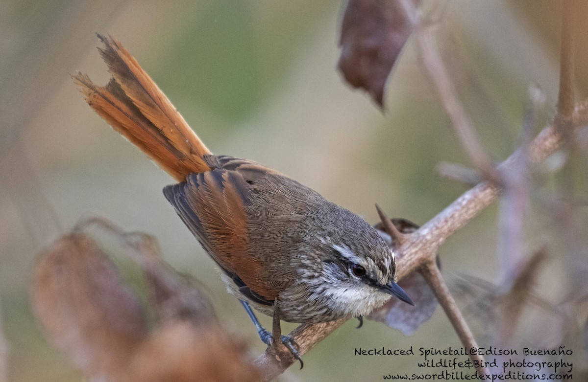 Necklaced Spinetail - ML620294135
