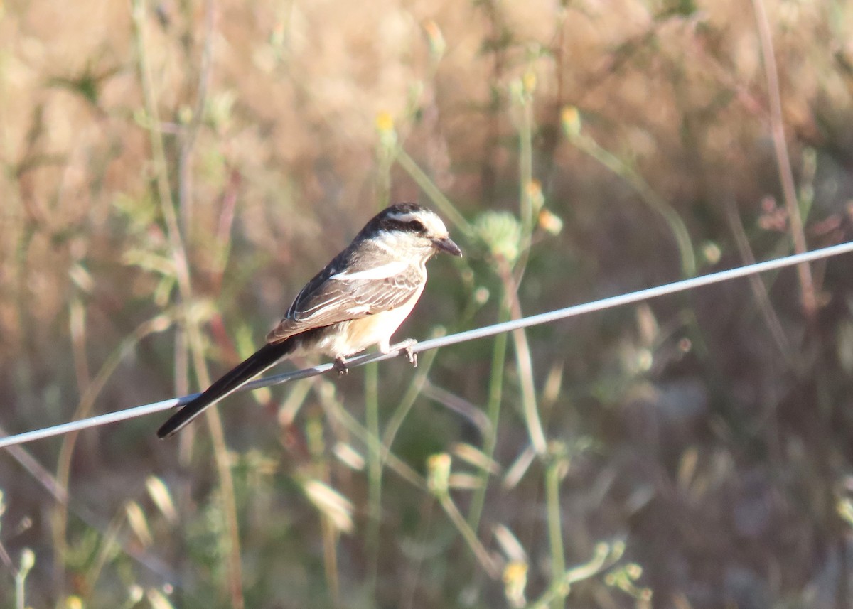 Masked Shrike - ML620294136