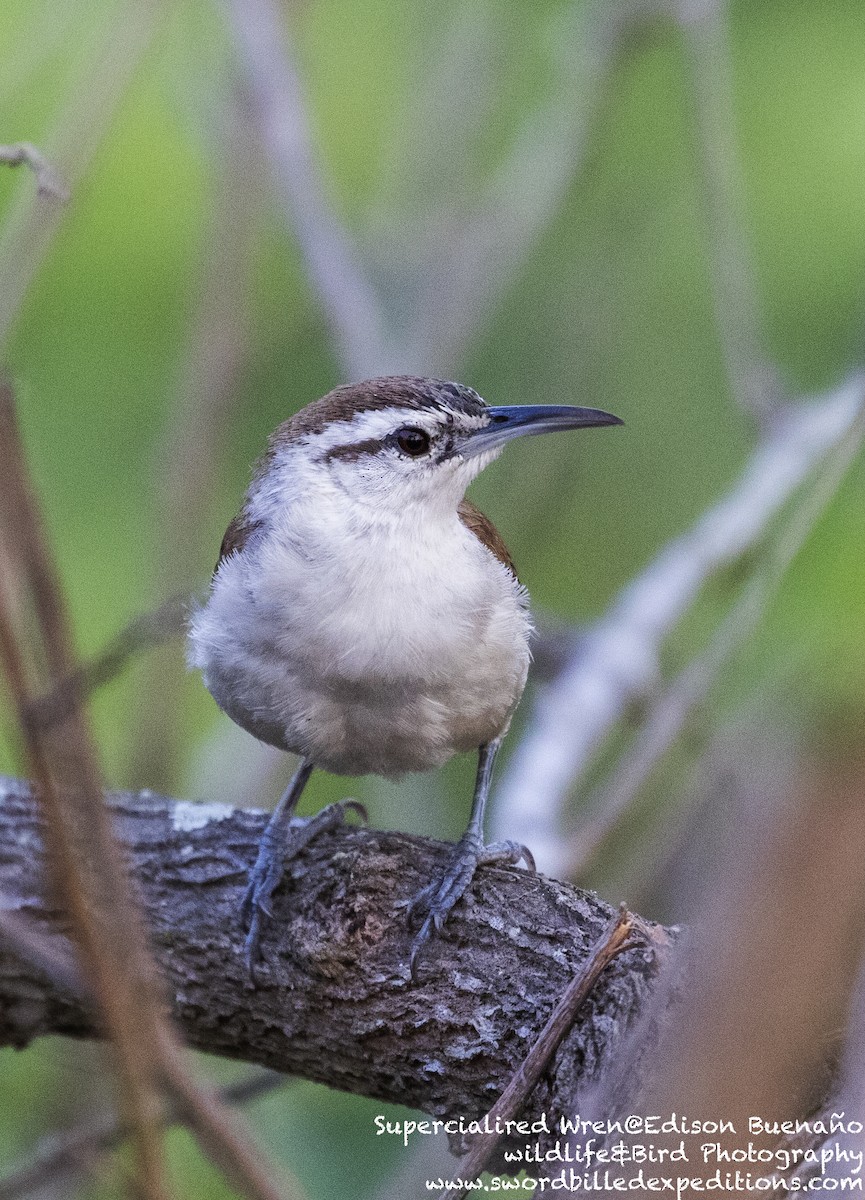 Superciliated Wren - ML620294140