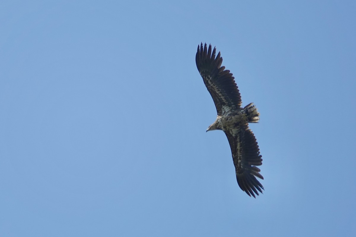 White-tailed Eagle - ML620294141