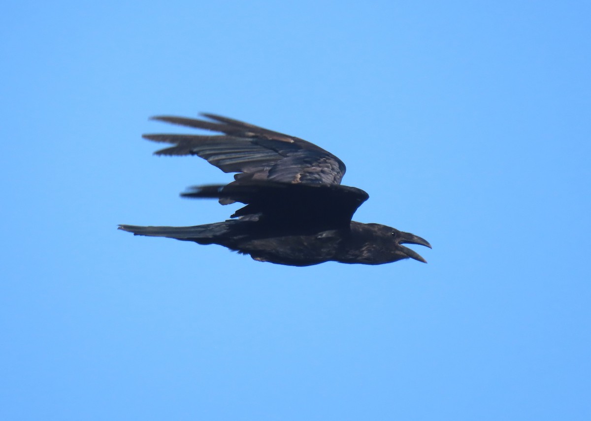 Common Raven - ML620294150