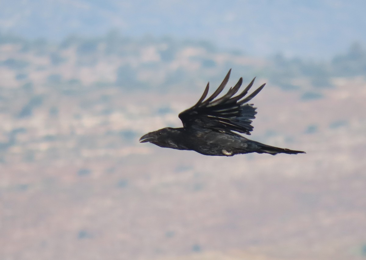 Common Raven - ML620294151