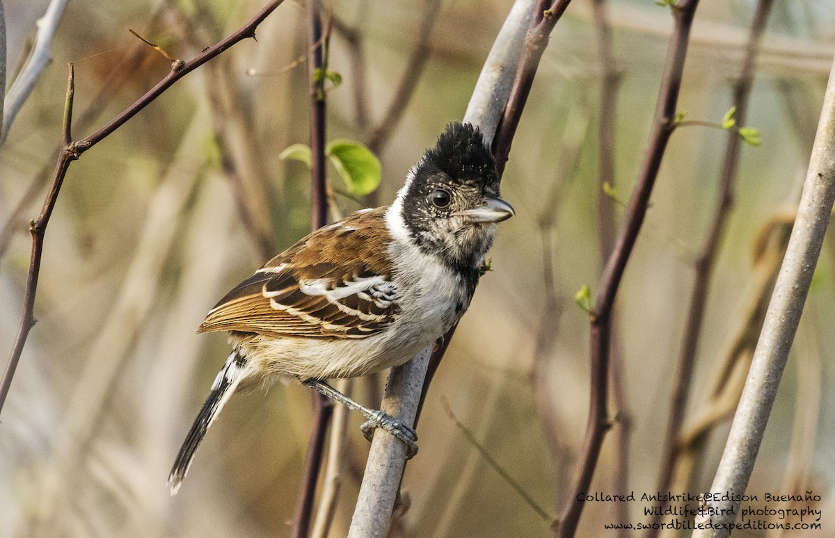 Collared Antshrike - ML620294164