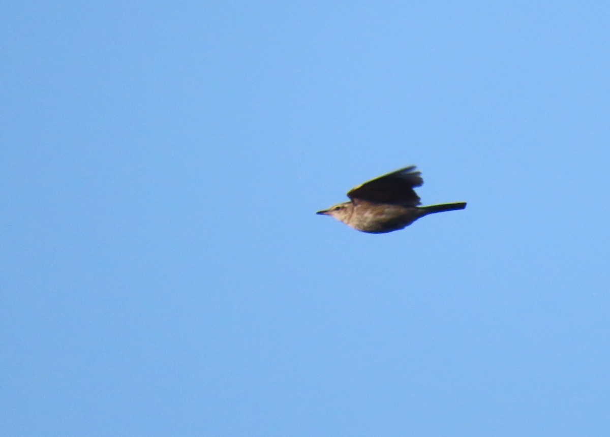 Long-billed Pipit - ML620294166