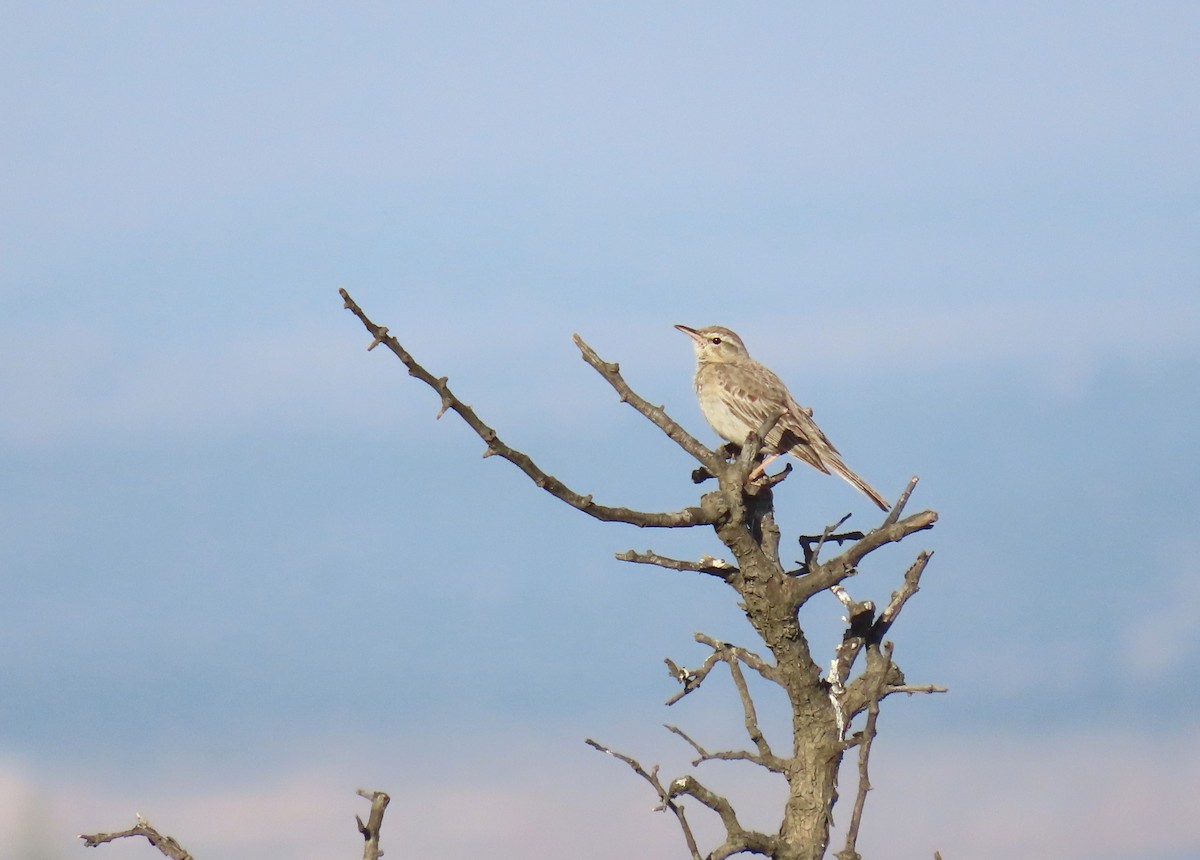 Long-billed Pipit - ML620294167