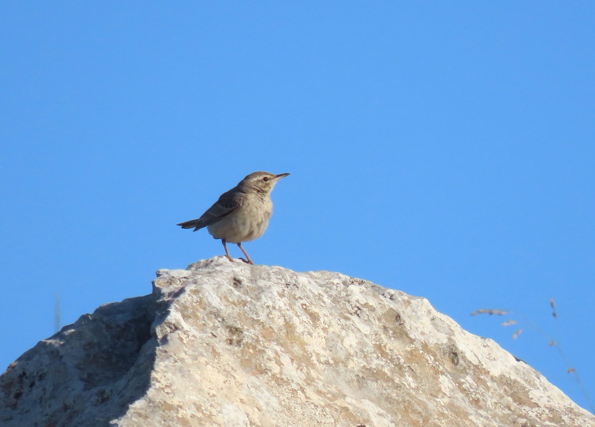 Long-billed Pipit - ML620294168