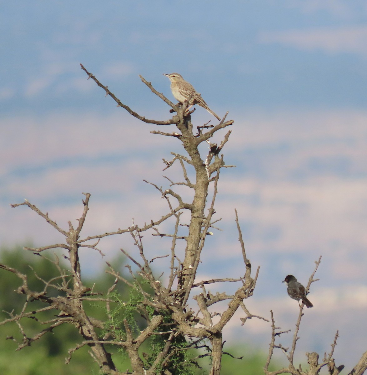 Pipit à long bec - ML620294169