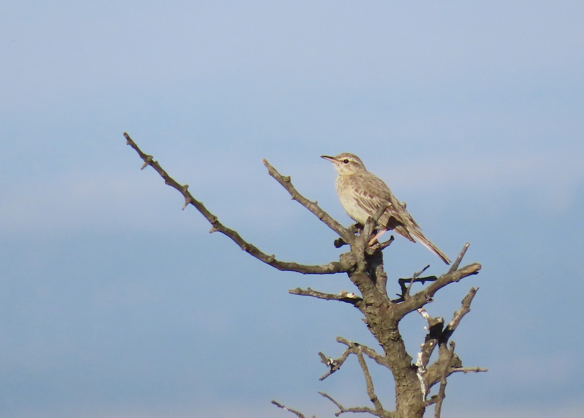 Long-billed Pipit - ML620294170