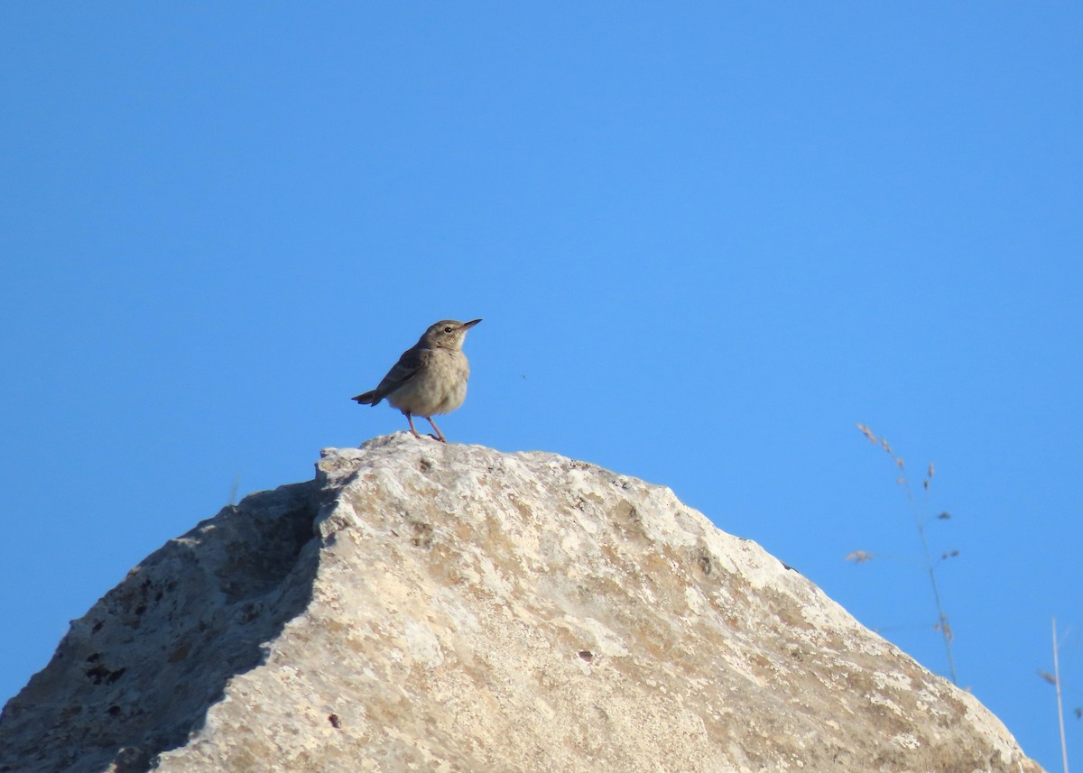 Long-billed Pipit - ML620294171