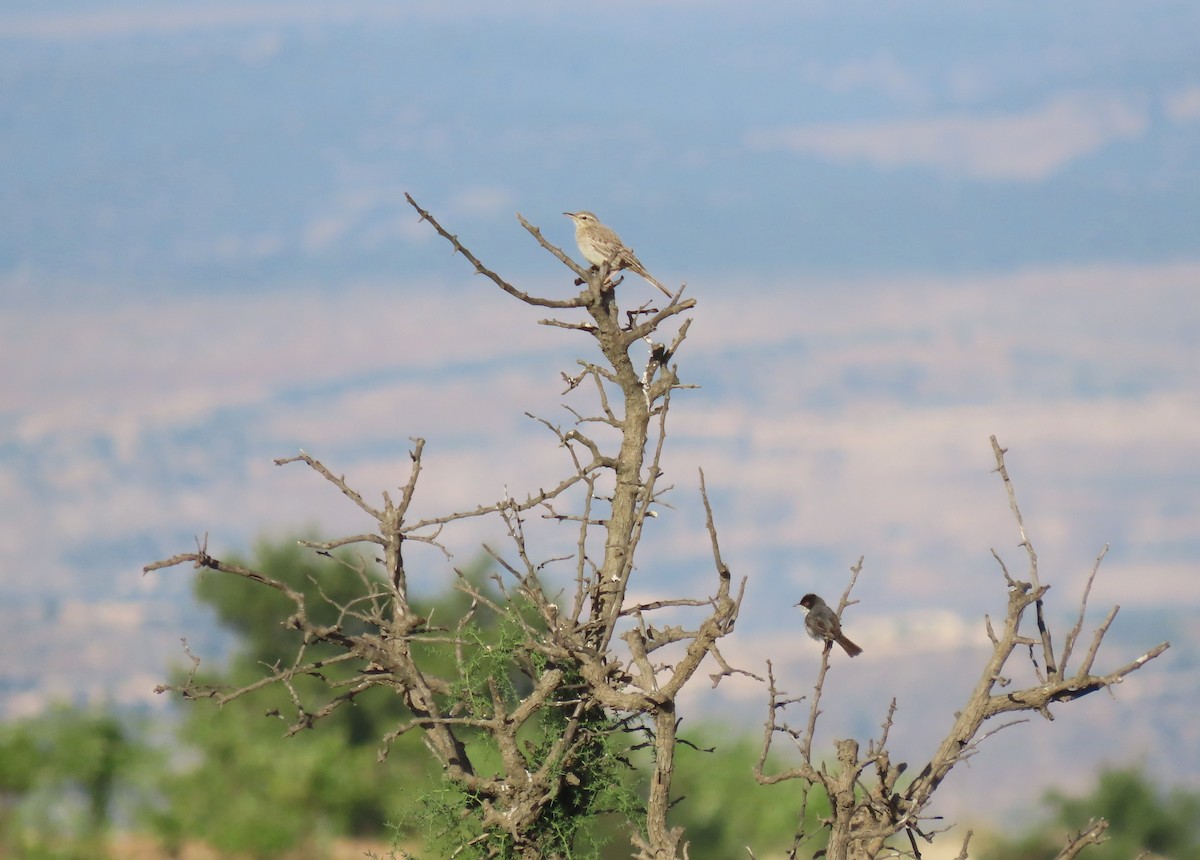 Long-billed Pipit - ML620294172