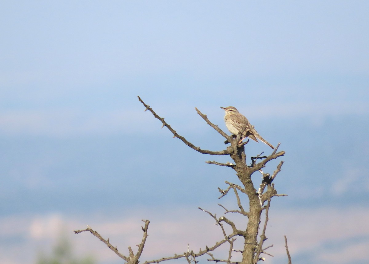 Long-billed Pipit - ML620294173