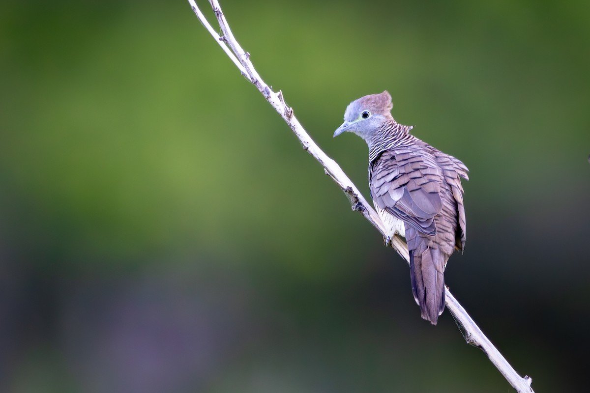 Zebra Dove - ML620294175