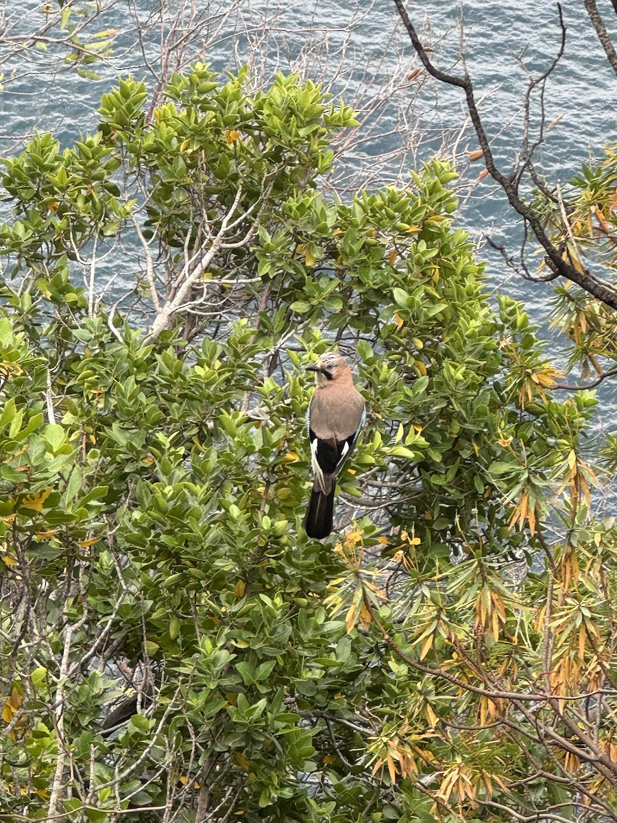 Eurasian Jay - ML620294176