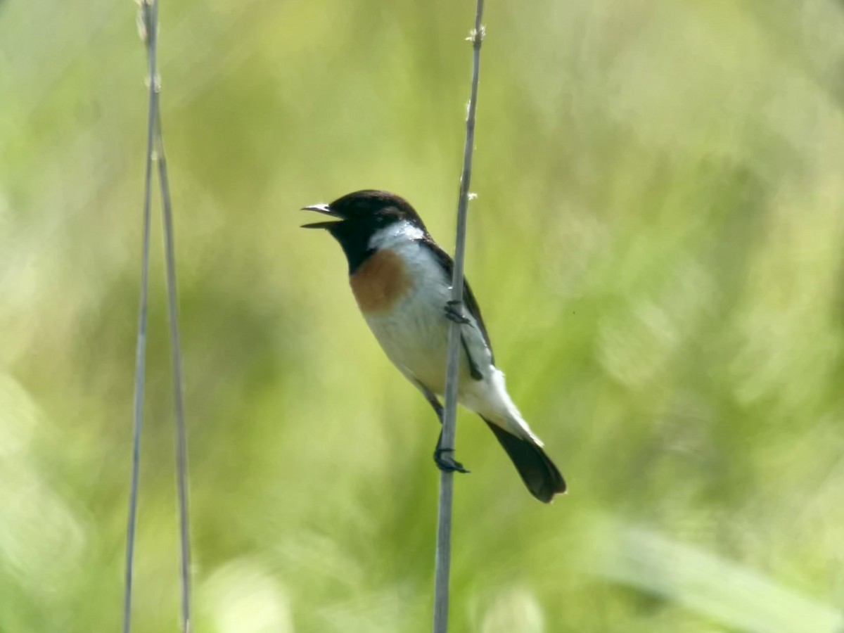 Amur Stonechat - ML620294177