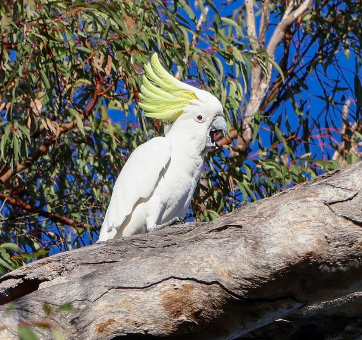 Sulphur-crested Cockatoo - ML620294178