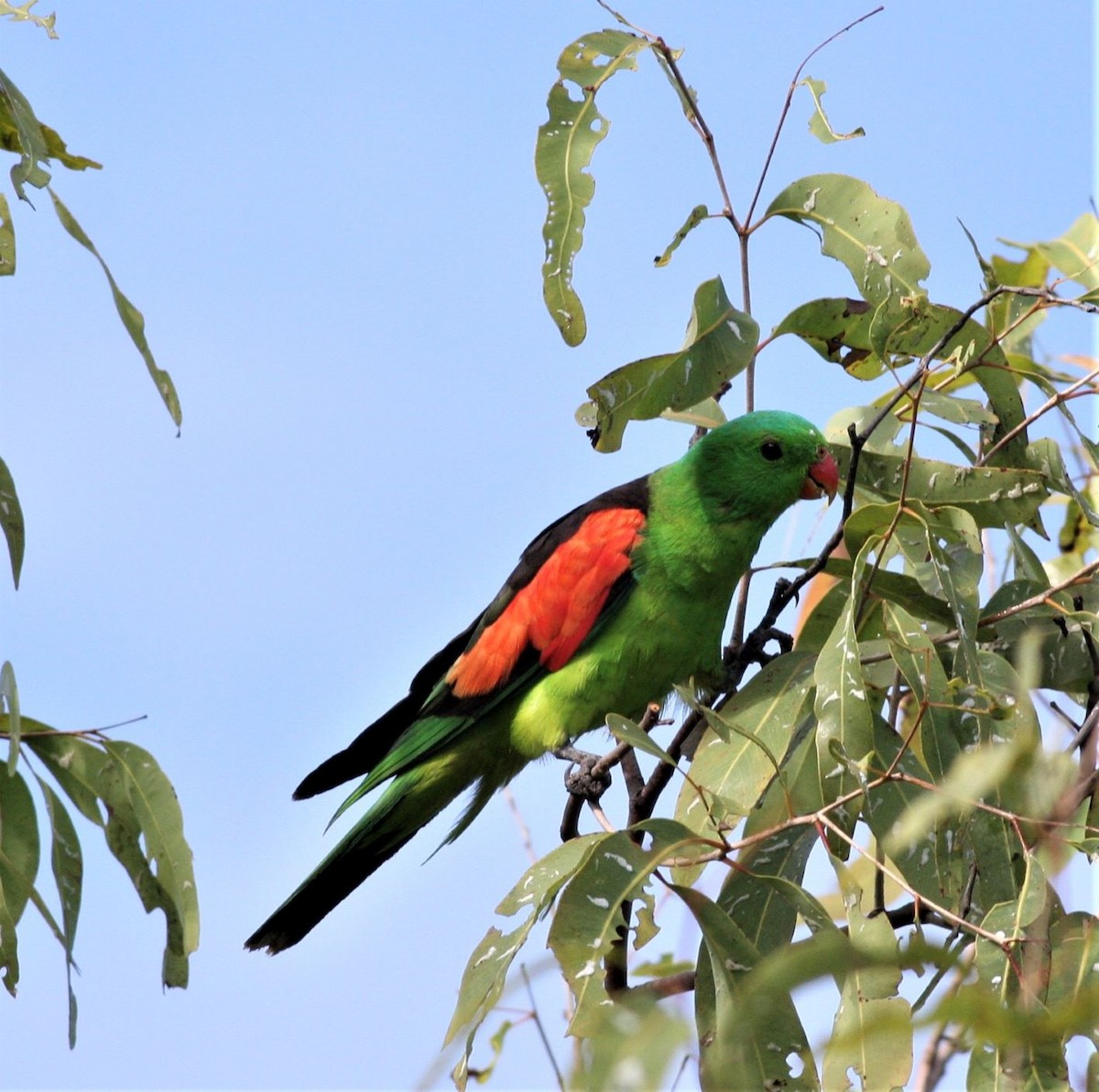 Red-winged Parrot - ML620294180