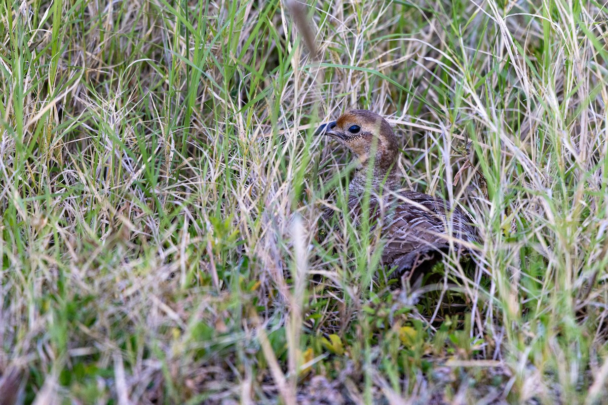 Gray Francolin - ML620294181