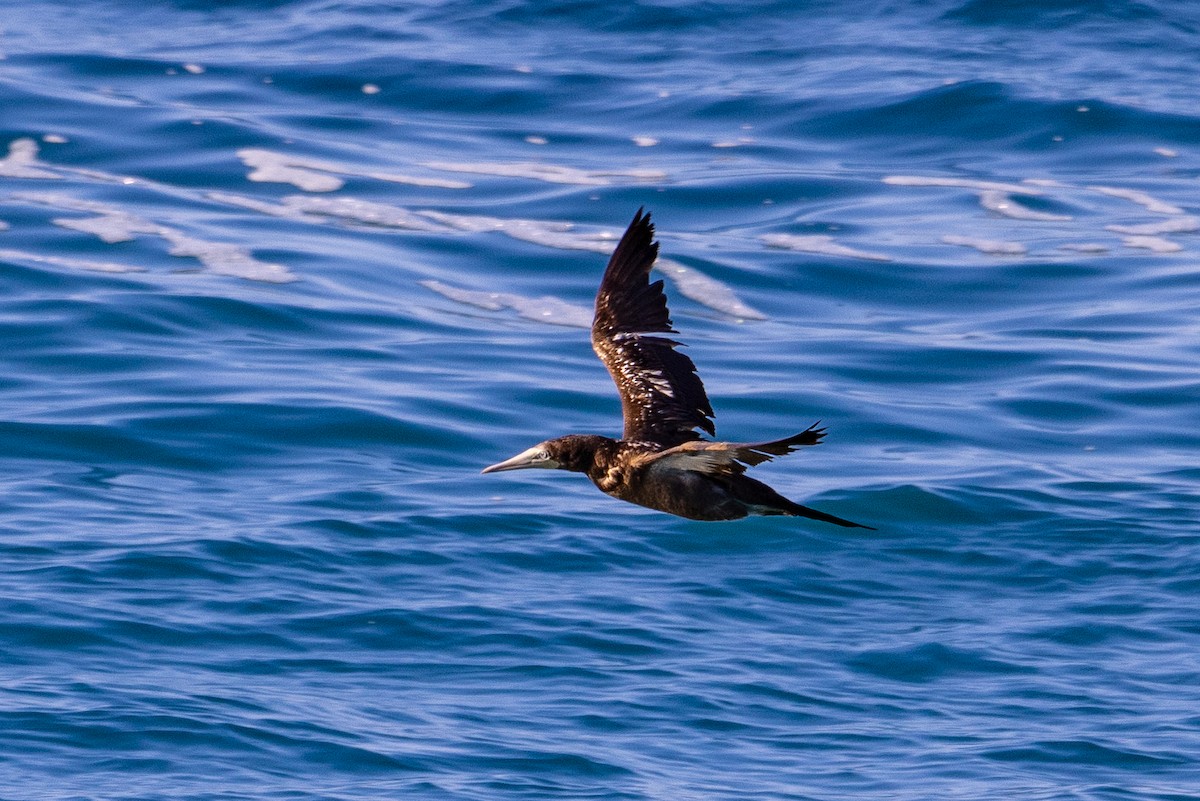 Brown Booby - ML620294183