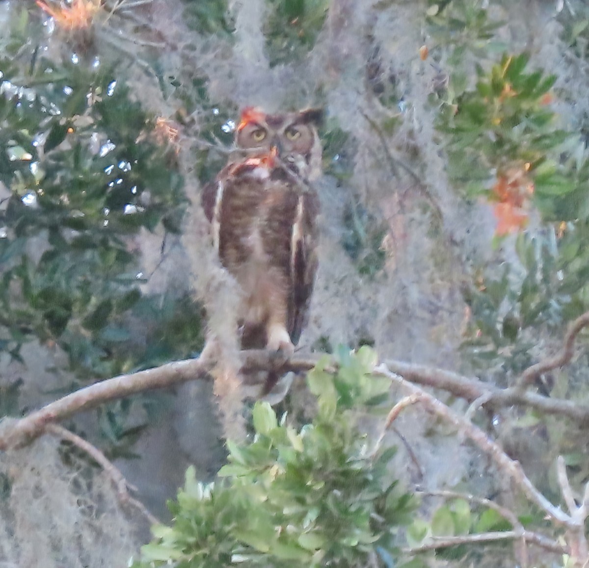 Great Horned Owl - ML620294184