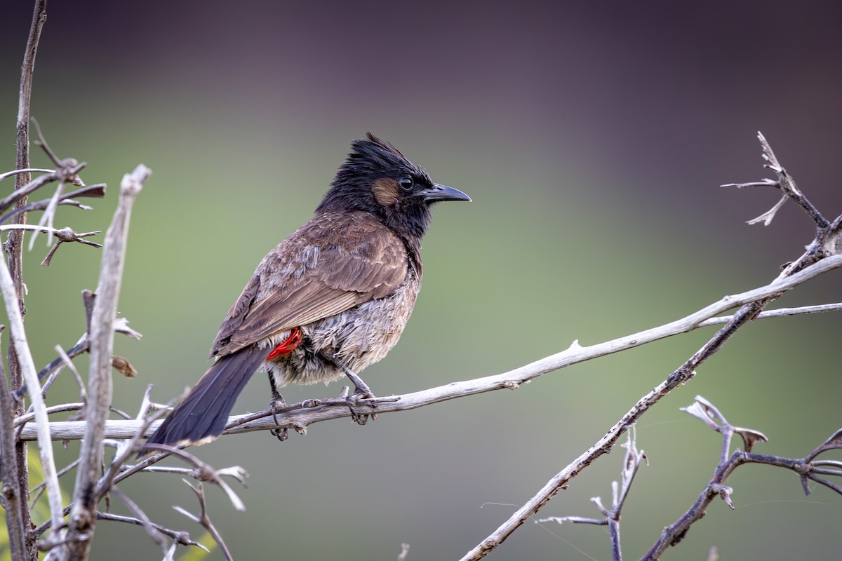 Red-vented Bulbul - ML620294185