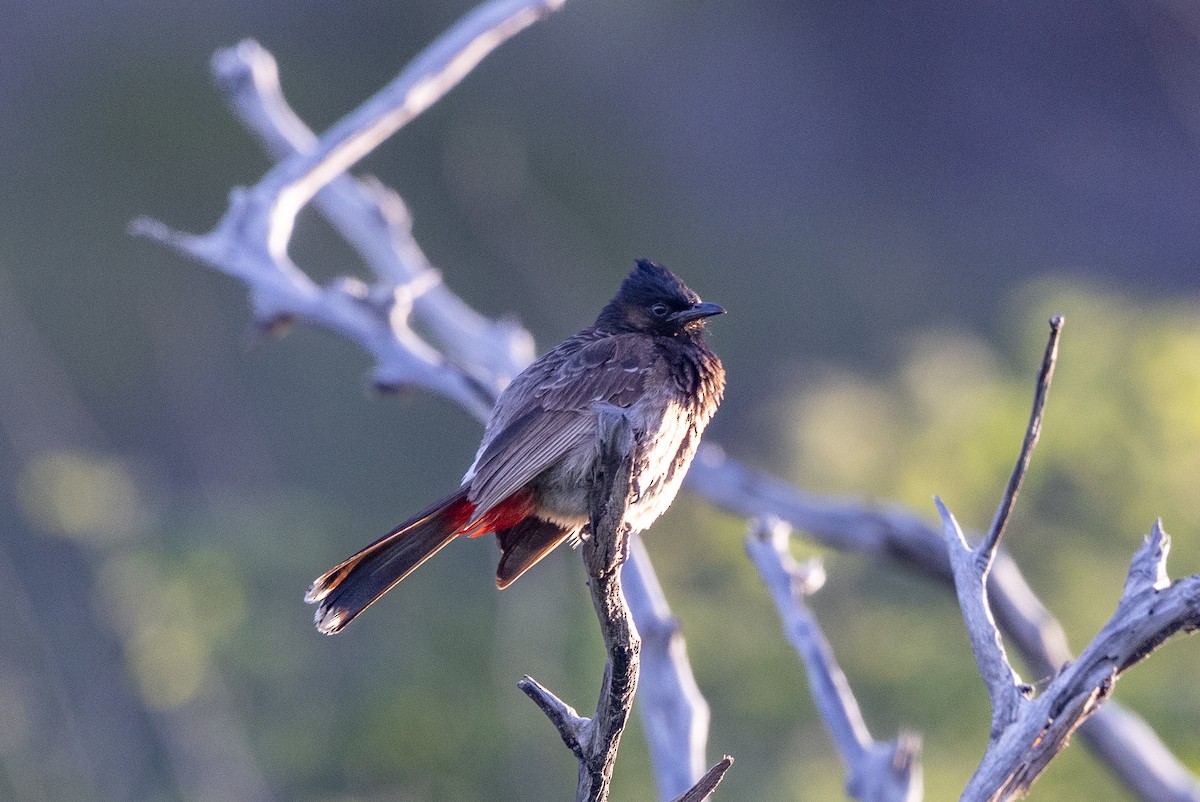 Red-vented Bulbul - ML620294186