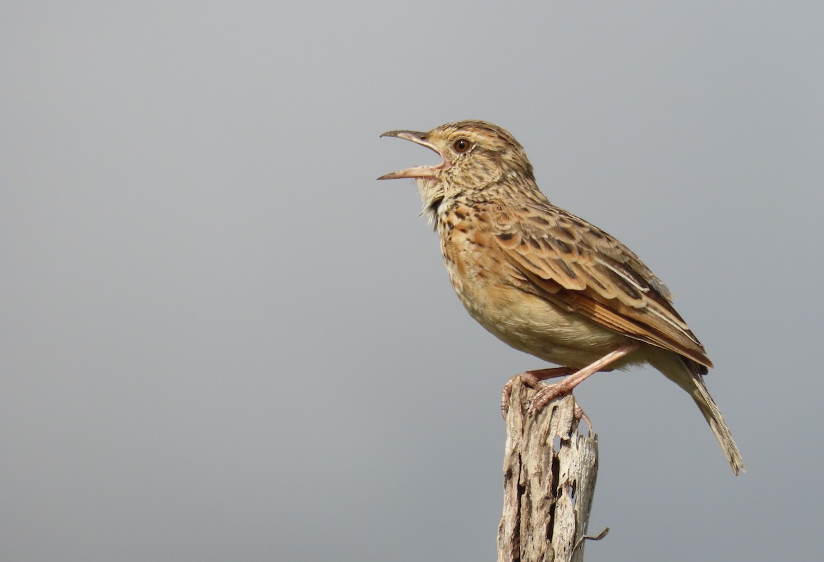 Rufous-naped Lark - ML620294188