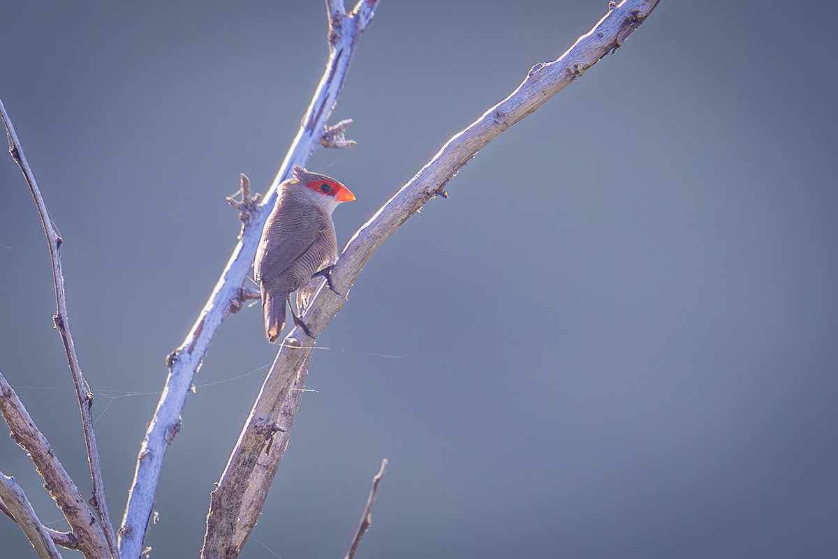 Common Waxbill - ML620294190