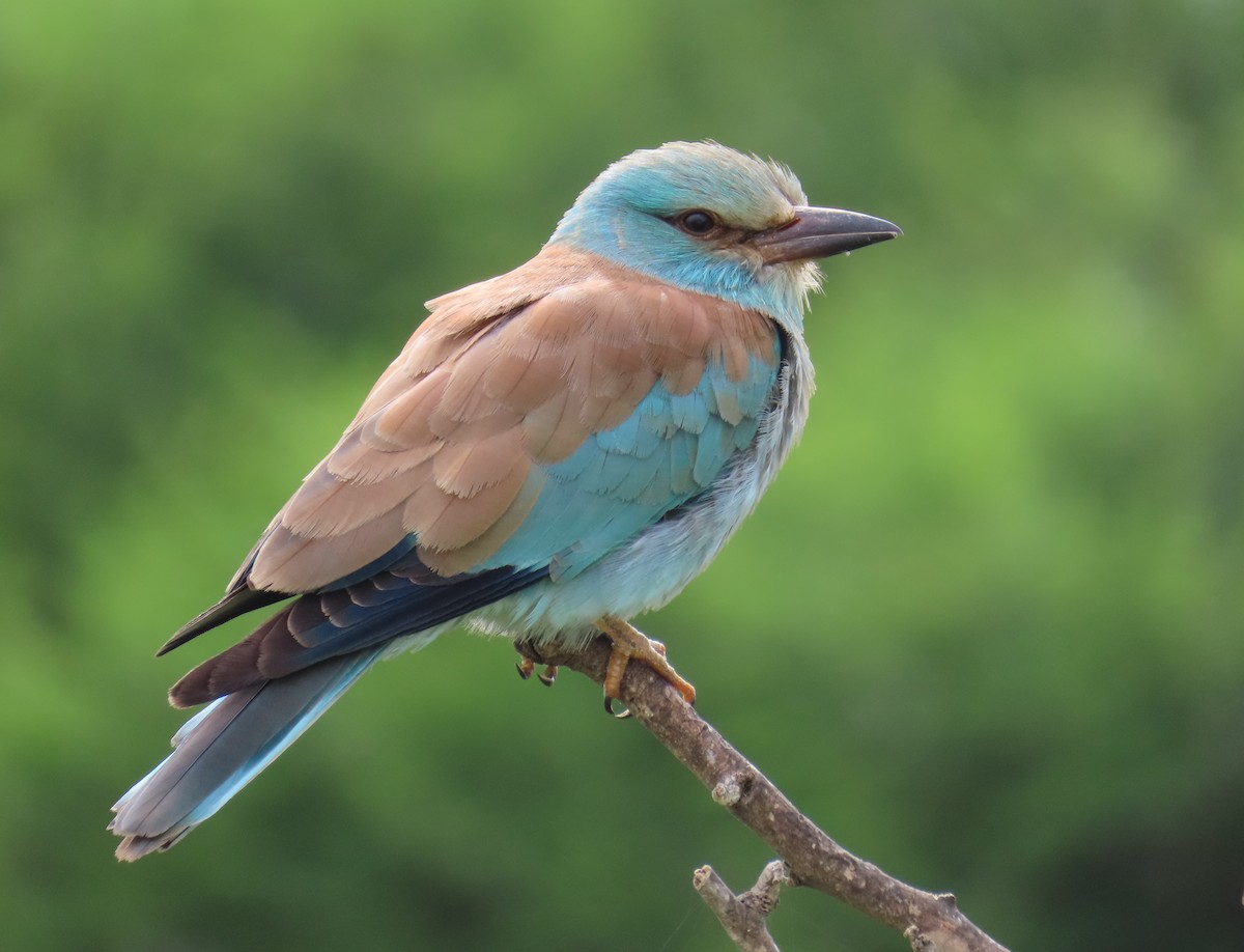 European Roller - ML620294194