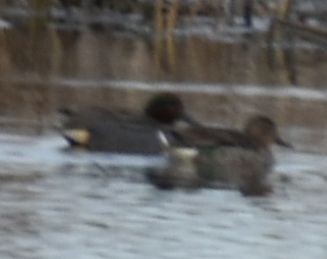 Green-winged Teal - ML620294196