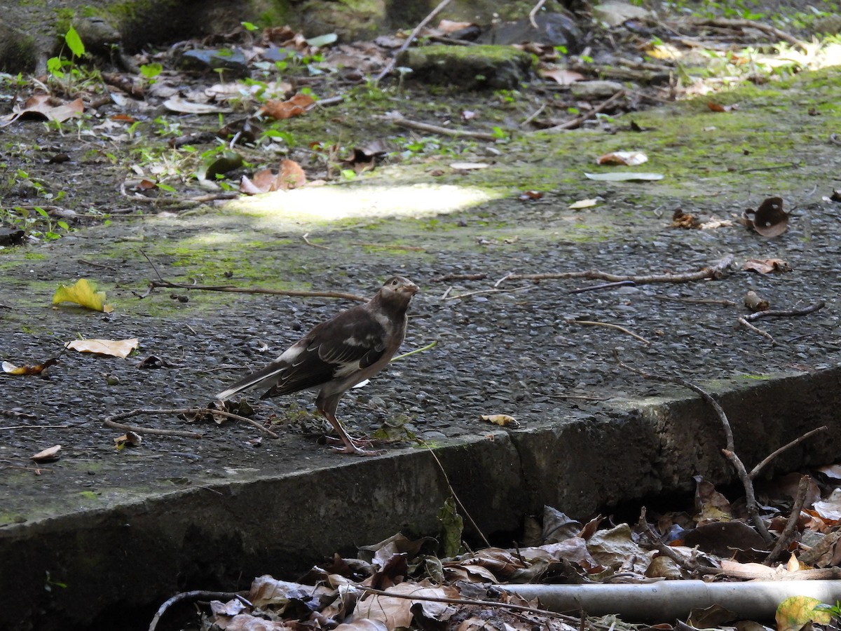 Black-collared Starling - ML620294202