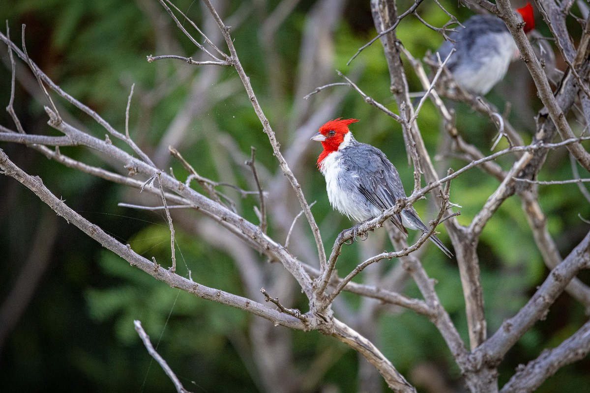 Red-crested Cardinal - ML620294203