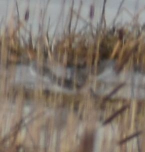 Greater Yellowlegs - ML620294212