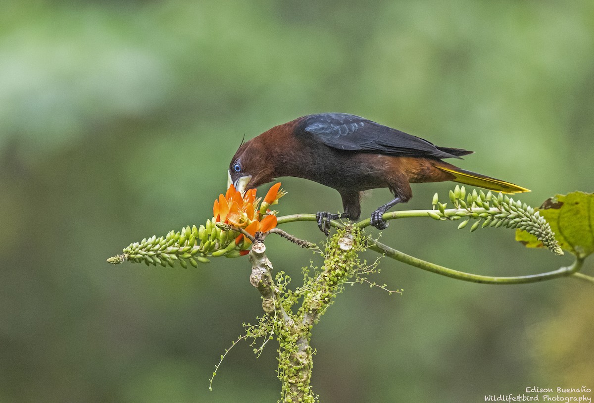 Chestnut-headed Oropendola - ML620294215