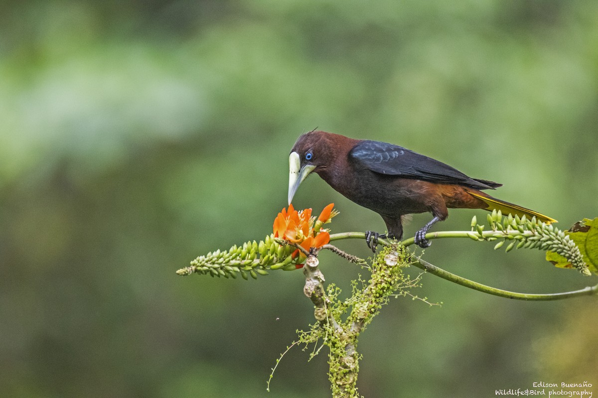 Chestnut-headed Oropendola - ML620294216