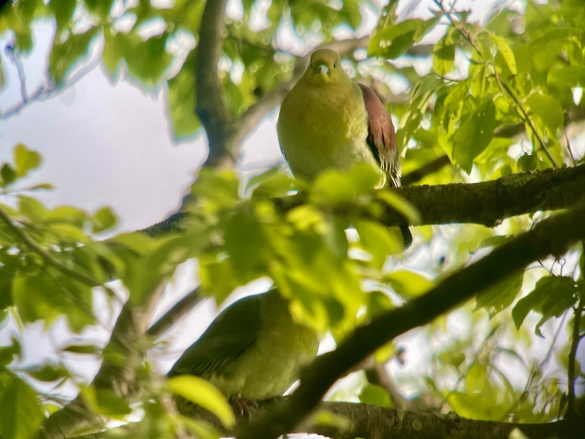 White-bellied Green-Pigeon - yasuhiro kojima