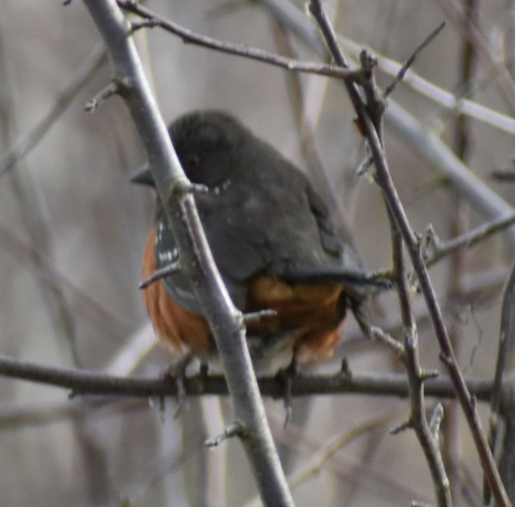 Spotted Towhee - ML620294232