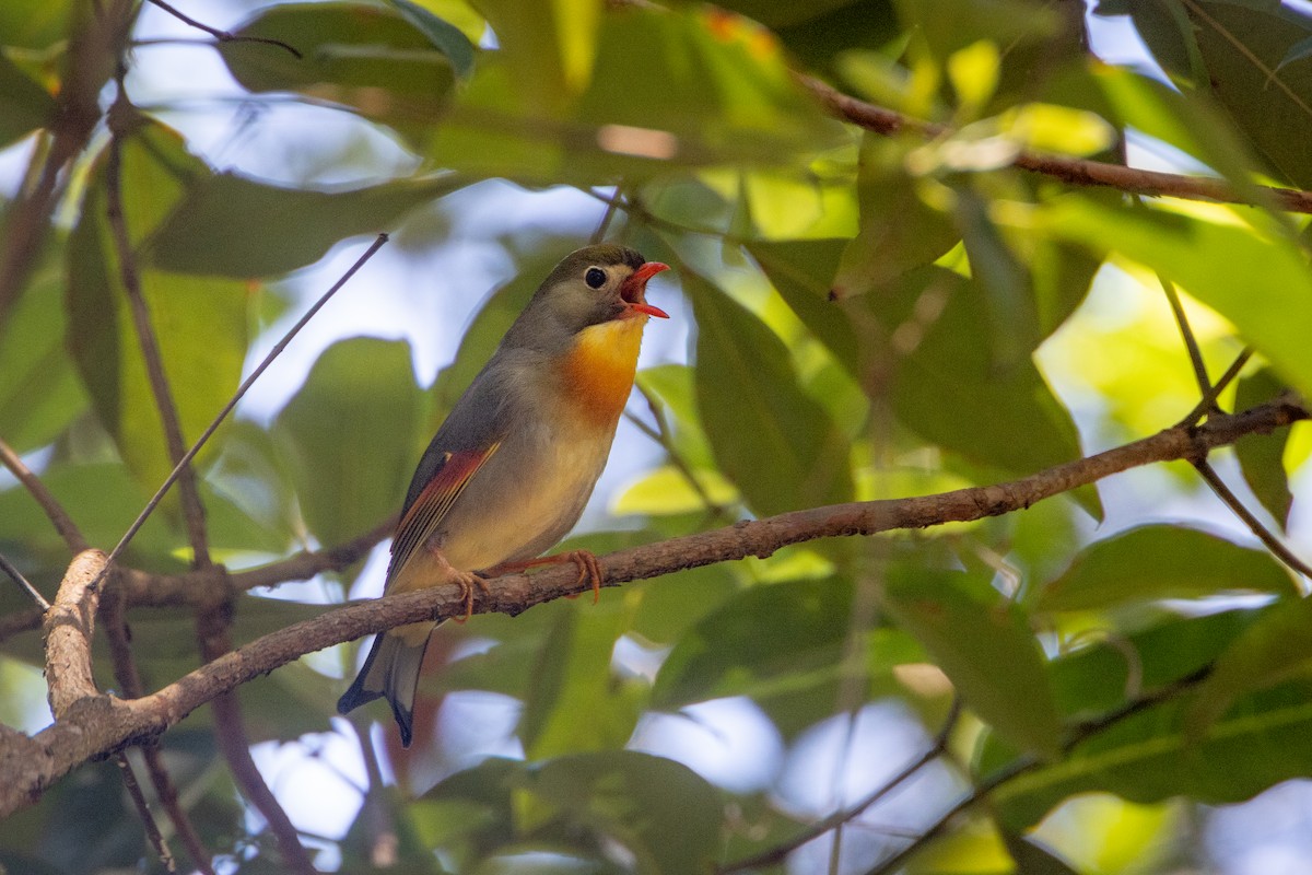 Red-billed Leiothrix - ML620294233