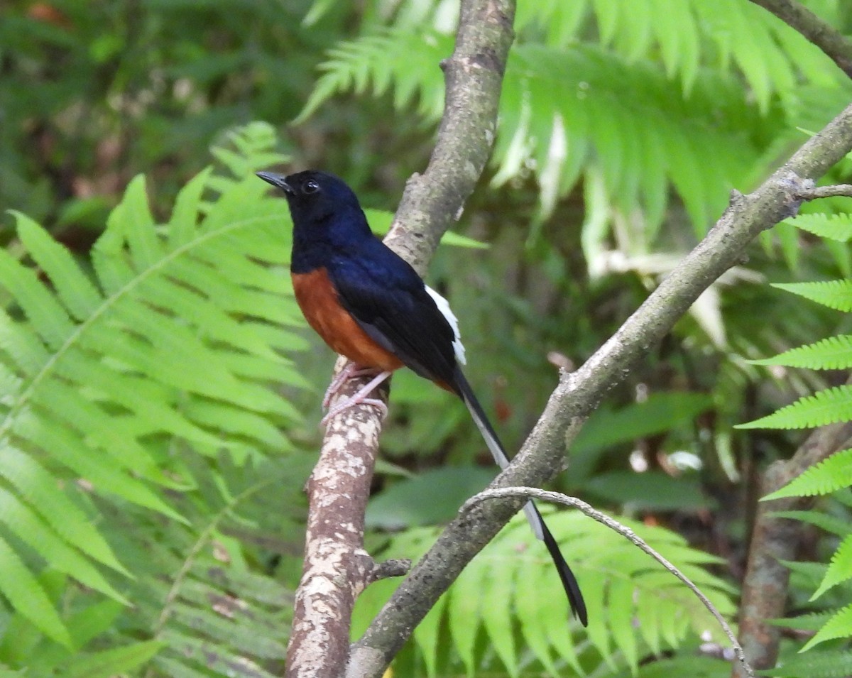 White-rumped Shama - ML620294234