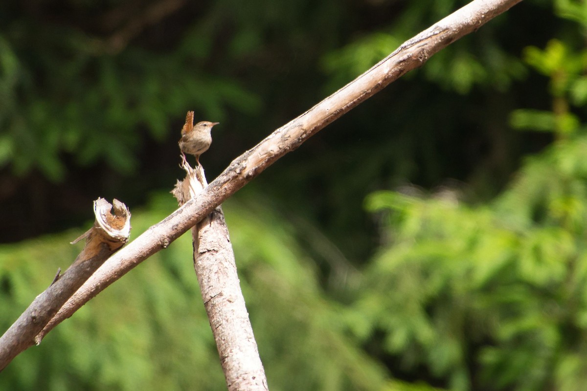 Eurasian Wren - ML620294246